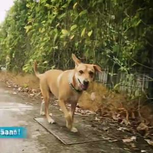 Frontline Plus For Cats Anti Tick And Flea Spot-On Anti Itch Pulgas Garapata 3 Pites x 3