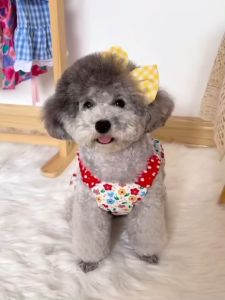 Pet clothes floral pumpkin dress cat suspender cute skirt small and medium dog vest pet clothes