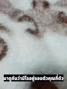 เทคโนโลยีญี่ปุ่น สเปรย์กำจัดไรฝุ่น กําจัดไรฝุ่น สเปรย์ฆ่าไรฝุ่น บนที่นอน หมอน ผ้าห่ม ลดอาการภูมิแพ้ เหมาะสำหรับเด็ก