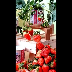 [READY STOCK]Canned Planting Small Pots Desktop Canned Plants School Students Clover Flower Gift 网红桌面罐头植物