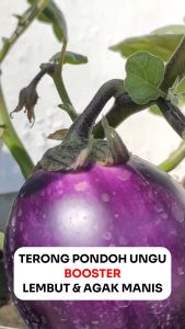Benih Terong Ungu Pondoh BOOSTER 500 biji Cap PERMATA HIJAU