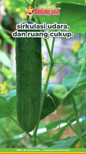 MONAS F1 20gr - Benih biji buah sayuran timun manis kriuk Tahan gemini virus