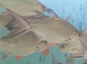 Lampam Sungai 5inci-6inci 3pieces RM26 live fish