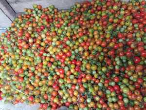 rampai Lampung segar kualitas terbaik 100 gram