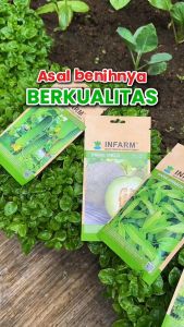 Benih Super Sawi Pagoda: Panduan Lengkap