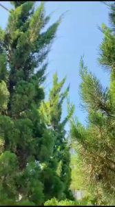 Syanum Dress Ceruty Babydoll Mix Brukat: Baju Kondangan Wanita Simple & Busui Friendly