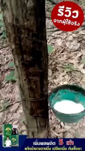 Dose โดส ฮอร์โมนพืช 4 แถม 2 ขวด 2 คู่ แถมถุงมือ 4 แถม