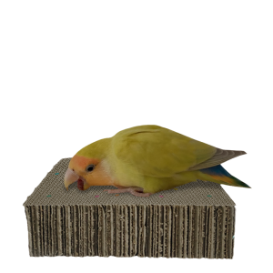 VOA | Multilayer Paper Board Parrot Toy for Biting and Grinding Beaks and Nails
