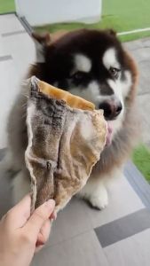 รายการหูวัวอบแห้งและหูกระต่ายอบแห้ง / Cow ear and Rabbir ear