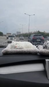 Pajangan Mobil Arang Bambu KucingDogPanda | Penghilang Bau Mobil Hiasan Dashboard Premium