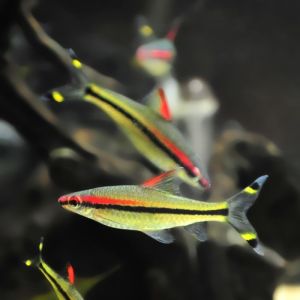Puntius Denisonii/Red line algae eater/ 一眉道人    4-5cm