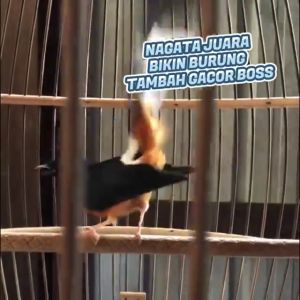 NAGATA JUARA - VITAMIN TETES BURUNG KICAU PENGGACOR BURUNG KICAU VITAMIN LOMBA BURUNG KICAU PENGGACOR BURUNG LOMBA TERLARIS