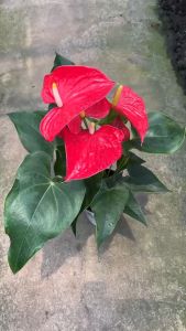 หน้าวัว หน้าวัวดอก หน้าวัวดอกสีแดง (Anthurium Andraeanum) Flamingo flower
