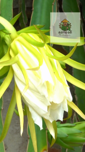 Good Blooming Gel ยาแต้มตาดอกแก้วมังกร ขนาด 10 ml. กระตุ้นการเกิดตาดอก ส่งเสริมการออกดอกนอกฤดู ใช้ได้กับแคสตัสด้วย