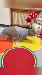 เสื่อแมว ฝนเล็บแมว ลับเล็บแมว กระดานลับเล็บ ว์เลี้ยงแมวเสื่อครอก ผนังแขวนได้ - แผ่นลับเล็บแมว