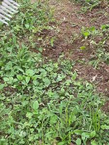 หญ้า คราด 4 ฟัน 5 ฟัน 6 ฟัน 7ฟัน คราดถาก คราดฟันฉลาม คราดเหล็ก จอบคราดดาย เหมาะสำหรับการขุด เล็มหญ้า การกำจัดวัชพืช และปลูกผัก