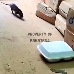 KARATKILL/ Racun Tikus Pembasmi Paling Ampuh kawana tikus berbentuk umpan siap pakai
