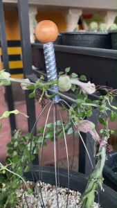 เก๋งจีน เก๋งมังกร Ceropegia Bosseri Simoneae ดอกสวยงามมังกรเขียว กระถาง 3 นิ้ว ส่งแบบเคาะดิน แถมกระถางดินปลูกหินโรยหน้า พร้อมปลูกสวย