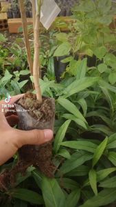 [Cây dược liệu] Cây giống Nhàu hỗ trợ bệnh tiểu đường tăng huyết á