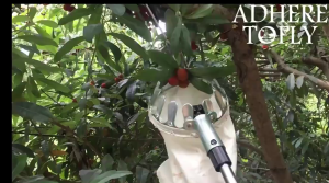 7 Set 6M Alat Pemetik Buah Galah Pemetik & Tongkat Teleskopik