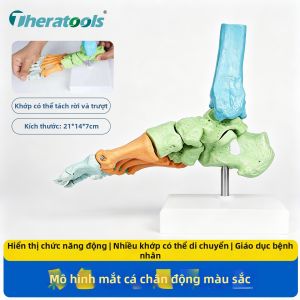 Theratools | Mô Hình Xương Khớp Chính Xác 1:1 Dùng Để Dạy Học Có Thể Di Chuyển