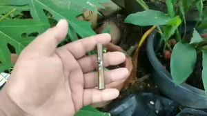 ตอดเก้ง ตอดฟาน ตอดพาน