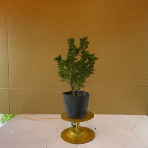 Cây Ngâu Thái - Cây Ngâu Vàng - Cây Dược Liệu