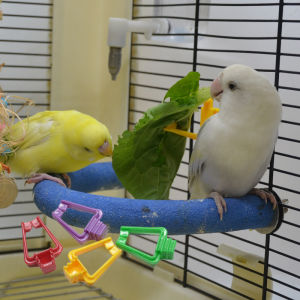 Tiger Skin Peony Xuanfeng Parrot Wen Grosbeak Bird Multi-Functional Vegetables Fruit Fork Cuttlebone Snack Clip Toy Supplies