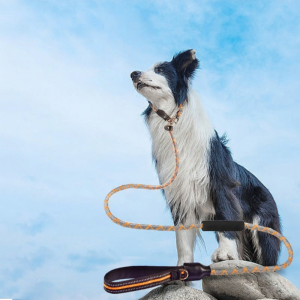 XINGKU | Bite Resistant & Anti-Escape Dog Leash