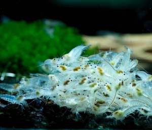 Tép cảnh màu Snowball trang trí hồ thuỷ sinh cá cảnh