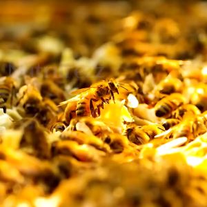 Nutrifrezz - NutriHoney - Madu Multiflora Murni – 500 gr – 1 kg