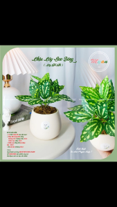 Cây nhân tạo Chậu cây Sao Băng để bàn trang trí nhà cửa...cao 19cm