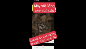 Máy vặt lông chim cútchim cu phi 50 giá rẻ ship toàn quốc