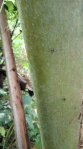 pelepah kelapa tangkai kelapa ukuran 30cm masih basah