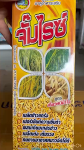 ฮอร์โมนข้าว จั๊มไรซ์ บำรุงข้าวออก ระยะตั้งท้อง-เป็นน้ำนม กระทุ้งรวง ออกรวงสุด รวงใหญ่ เมล็ดเต่ง ทนทานโรคแมลง น้ำหนักดี