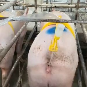 ตัวช่วยผสมเทียมหมู ชุดอุปกรณ์ผสมเทียมหมู A.I. Buddy สำหรับการผสมเทียมสุกร คลิปจับผสมเทียม