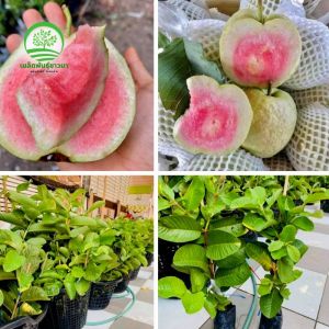 [ต้นกล้านำเข้าคุณภาพดี] ต้นฝรั่งเนื้อแดง ออกผลเยอะ ปลูกง่าย ดูแลง่าย รสหวาน พันธุ์ดี สูง 60-100 ซม