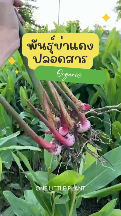 ต้นข่า พันธุ์ข่าแดง ต้นข่าแดง ต้นพันธุ์ข่าตาแดง ข่า คัดพิเศษ ปลูกง่ายโต ...