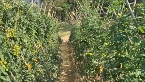 10PCS Fruit Protection Netting Bags For Fruit Trees GardenBags To Protect Plants From Pest Birds Mosquito Fruit Cover