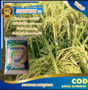 BENIH BIBIT PADI SERTANI 13 SUPER UNGGUL kemasan 5KG