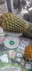 (sale tại vườn)100 cây khóm (thơm) giống giống khóm Tân Phước trái lớn