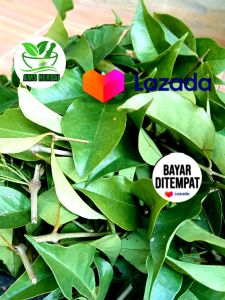 JUAL DAUN BENALU KOPI SEGAR 500GRAM