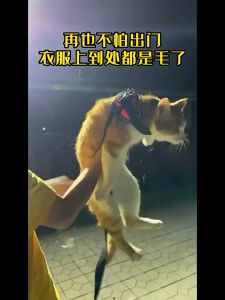 Olive Care Pocket/Roller Portable 2in1: Solusi Praktis untuk Membersihkan Bulu Hewan dan Debu