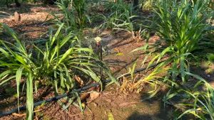 Béc tưới phun mưa SD502 SD504 bán kính rộng lưu lượng 200 lít/giờ Tưới rau màu cây ăn trái lâu năm- Hệ thống tưới phun mưa