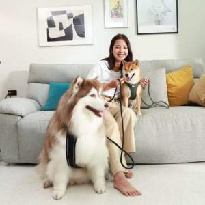 Magnetic Belka Comfort Harness สายรัดอก สายจูง สำหรับสุนัขขนาดใหญ่ หัวล็อคแม่เหล็ก