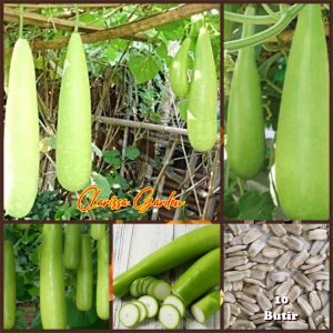 10 BUTIR BIJI | BENIH TANAMAN LABU AIR PANJANG