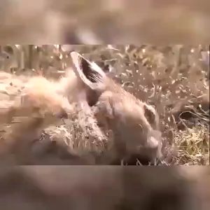 【มี อย. ของแท้】ยาเบื่อหนู สูตรตายแห้ง ยาเบื่อ หนู แรงๆ (หนูชอบมาก) ยากำจัดหนู 1 คืน ไวสุด ไม่ส่งกลิ่นเหม็น ยากำจัดหนูยาฆ่าหนูเหยื่อหนู กำจัดหนูฆ่าหนู (สูตรผสมธัญพืชที่หนูชอบอัดแน่น)