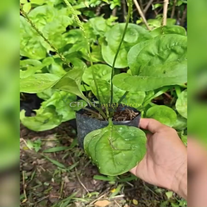 Cây Mã Đề giống - Mã Tiền Xá cực đẹp - Cây thảo dược có công dụng tuyệt vời