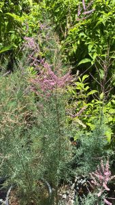 📌หมายเหตุ 1 ออร์เดอร์สั่งได้ แค่ 2 ต้น/กล่อง นะค่ะ ถ้าสั่งเกินถอดกระถางส่ง  เนื่องจากต้นขนาดใหญ่  กิ่งหักง่าย  ต้องใช้ความระมัดระวังเป็นพิเศษ❤️📌🙏🏻🙏🏻 #สนชมพู / #สนดอกหอม / #สนดอกสีชมพู (Tamarix rosea) #สนหวานๆ #สนชมพู"💗 “สนชมพู” มีชื่อวิทยาศาสตร์ Ta