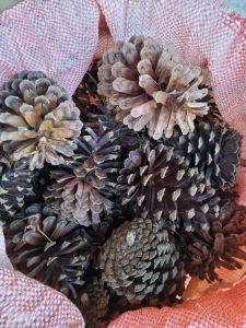 ดอกสน ดอกไม้ประดับ ดอกสนแห้ง ขนาดใหญ่ ชุดละ 10 ดอก